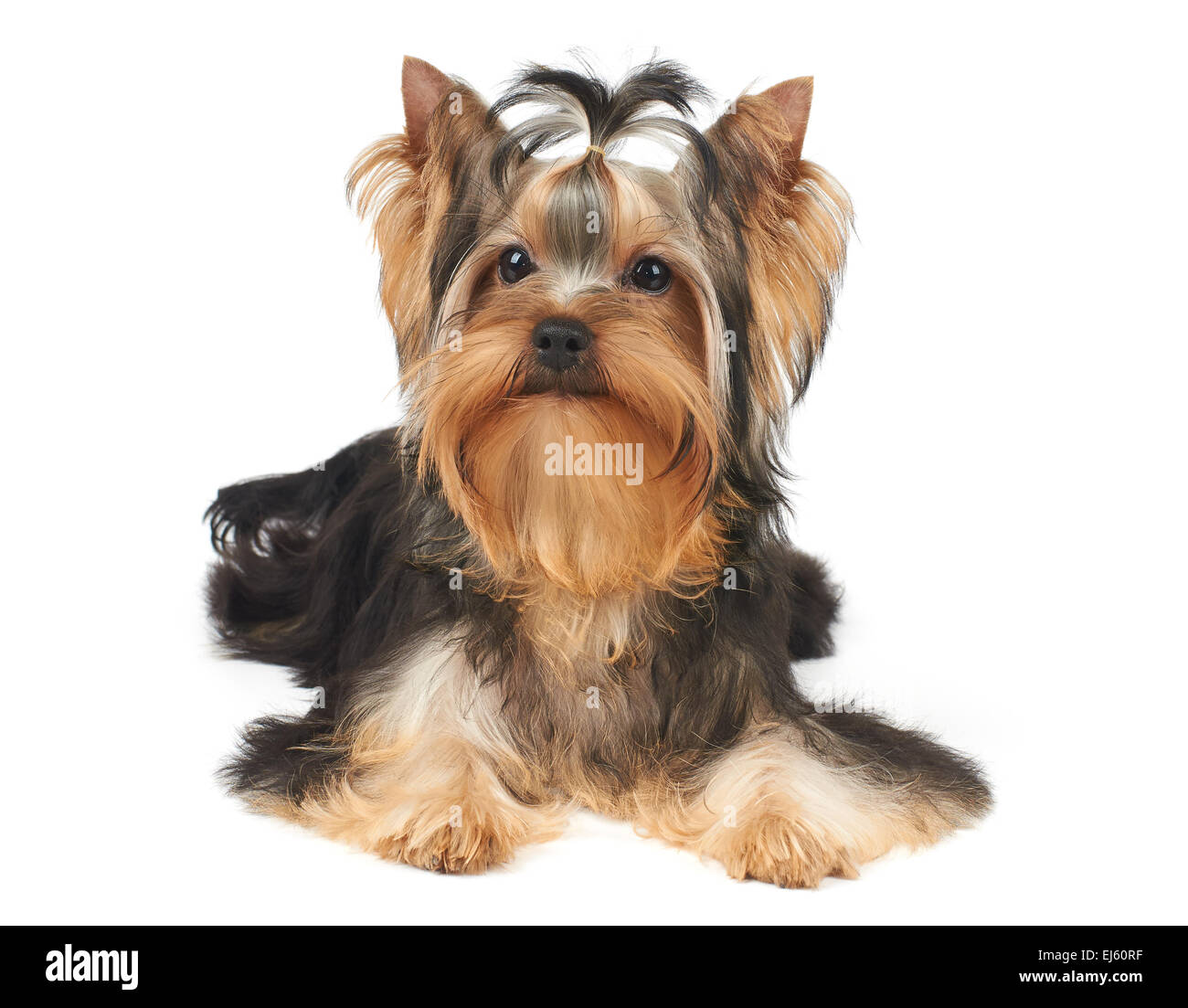 Show class puppy de Yorkshire Terrier se trouve over white Banque D'Images