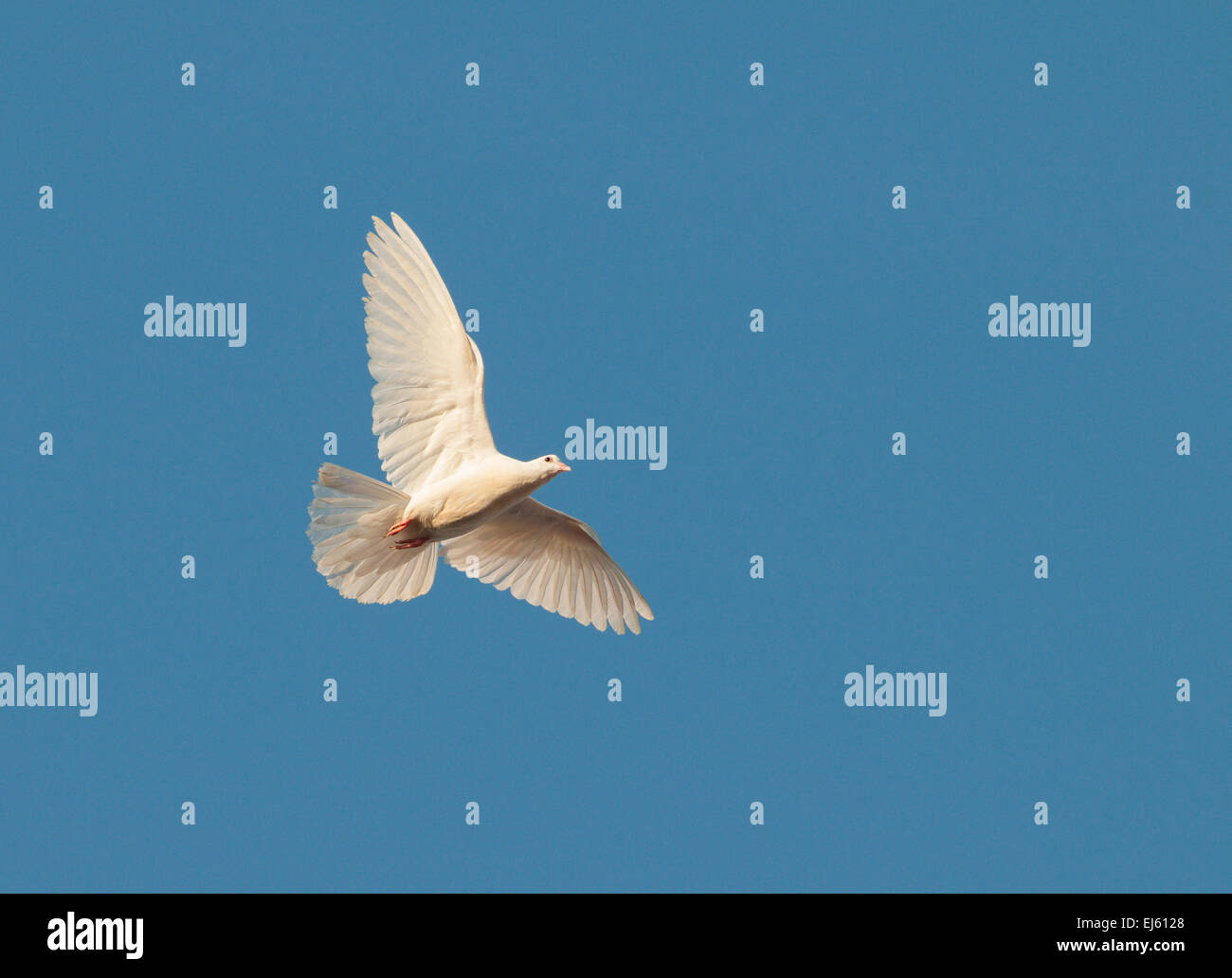 Un pigeon blanc vole dans le ciel clair Banque D'Images Un pigeon blanc vole dans le ciel clair Banque D'Images