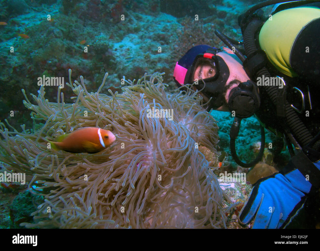 Les Maldives poisson clown (Amphiprion nigripes) dans une anémone de mer (Heteractis magnifica) et plongeur, Maldives Banque D'Images