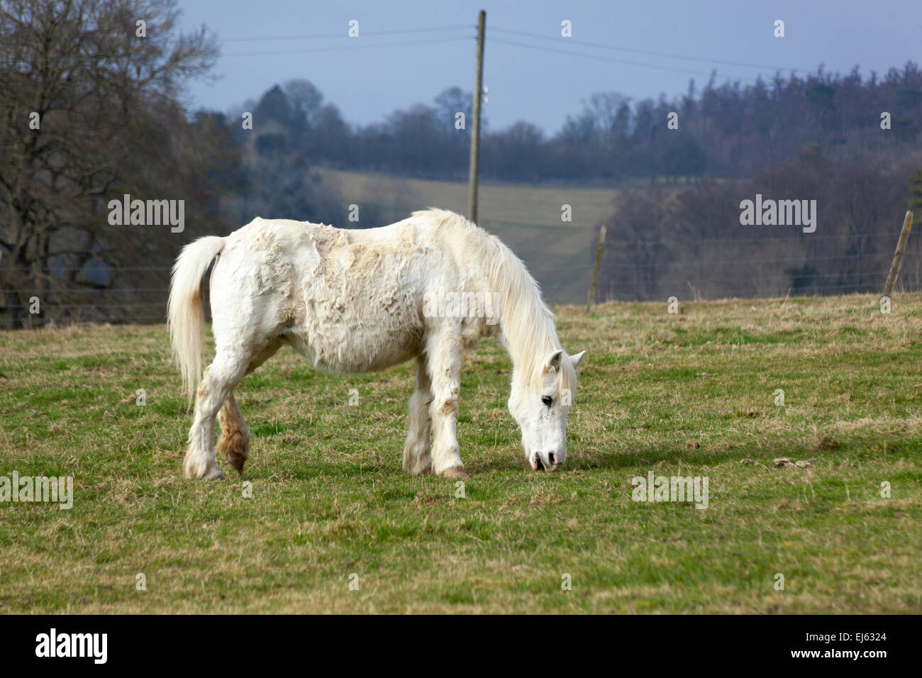 Un poney paissant dans la campagne de l'Oxfordshire, Angleterre Banque D'Images