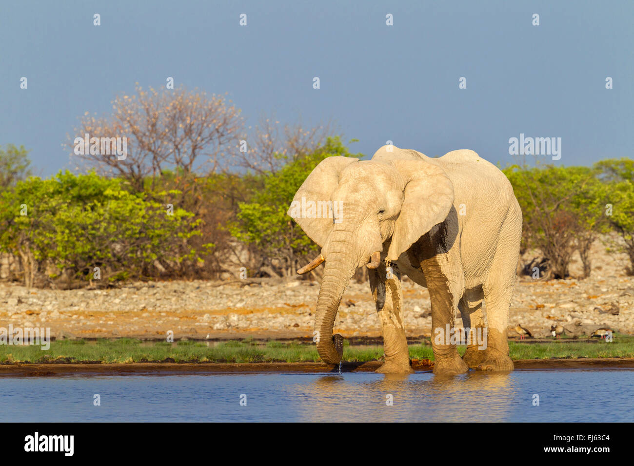 Un éléphant à un étang dans le parc national d'Etosha, Namibie. Banque D'Images