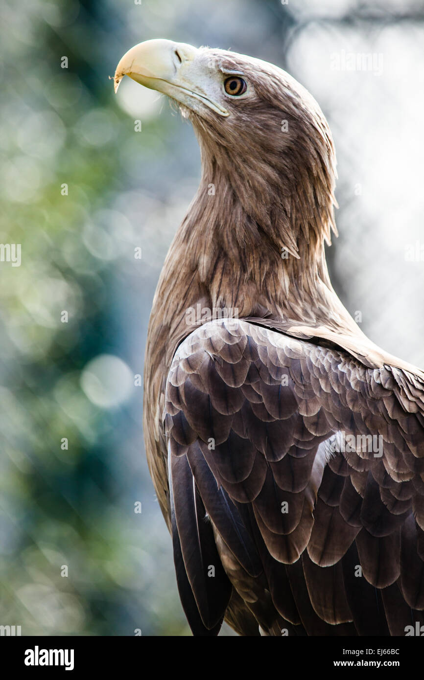 Golden Eagle close up Banque D'Images