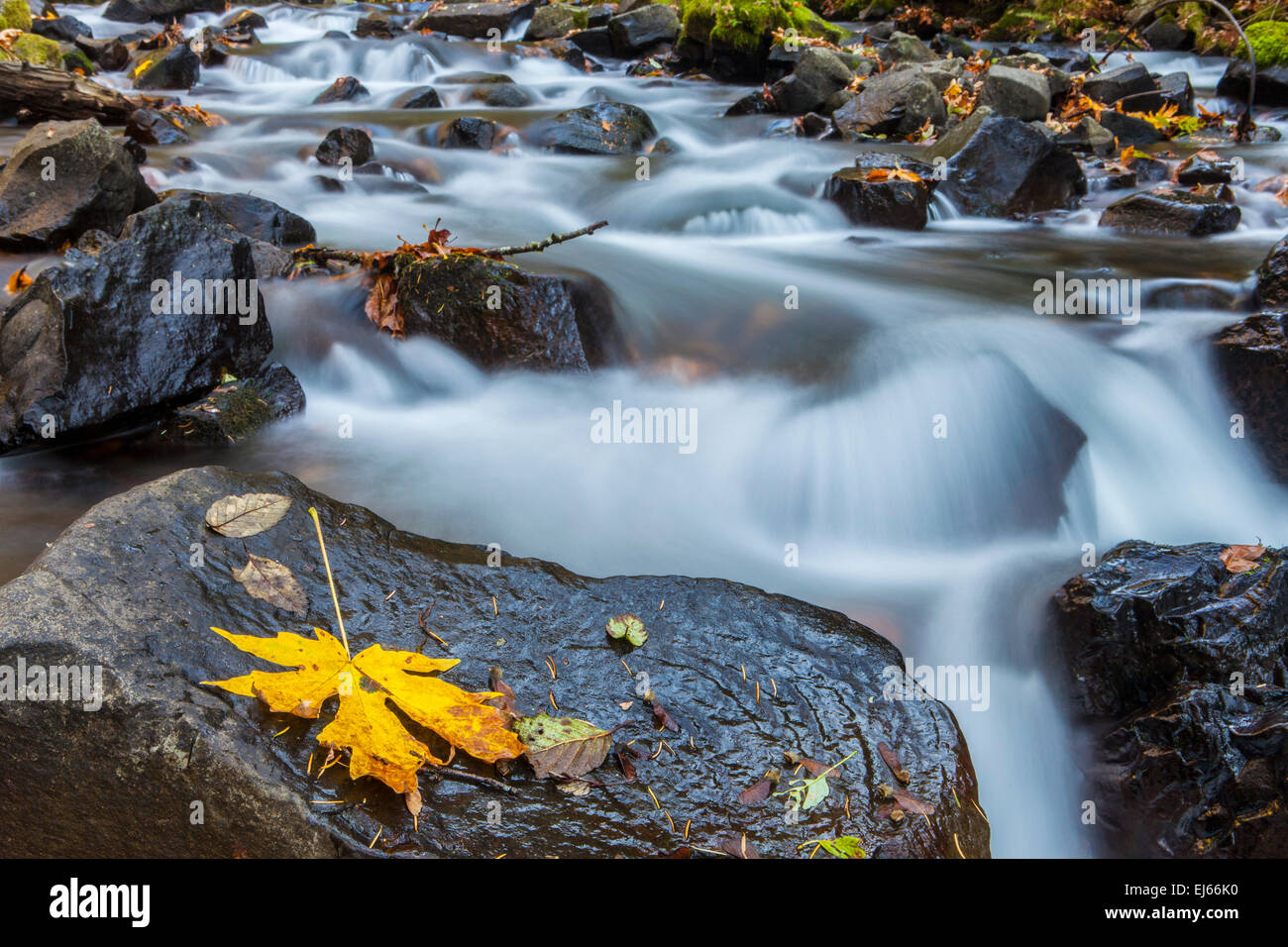 Bridal Veil Creek ci-dessous Bridal Veil Falls in Bridal Veil State Park, Columbia River Gorge National Scenic Area, Oregon, USA. Banque D'Images