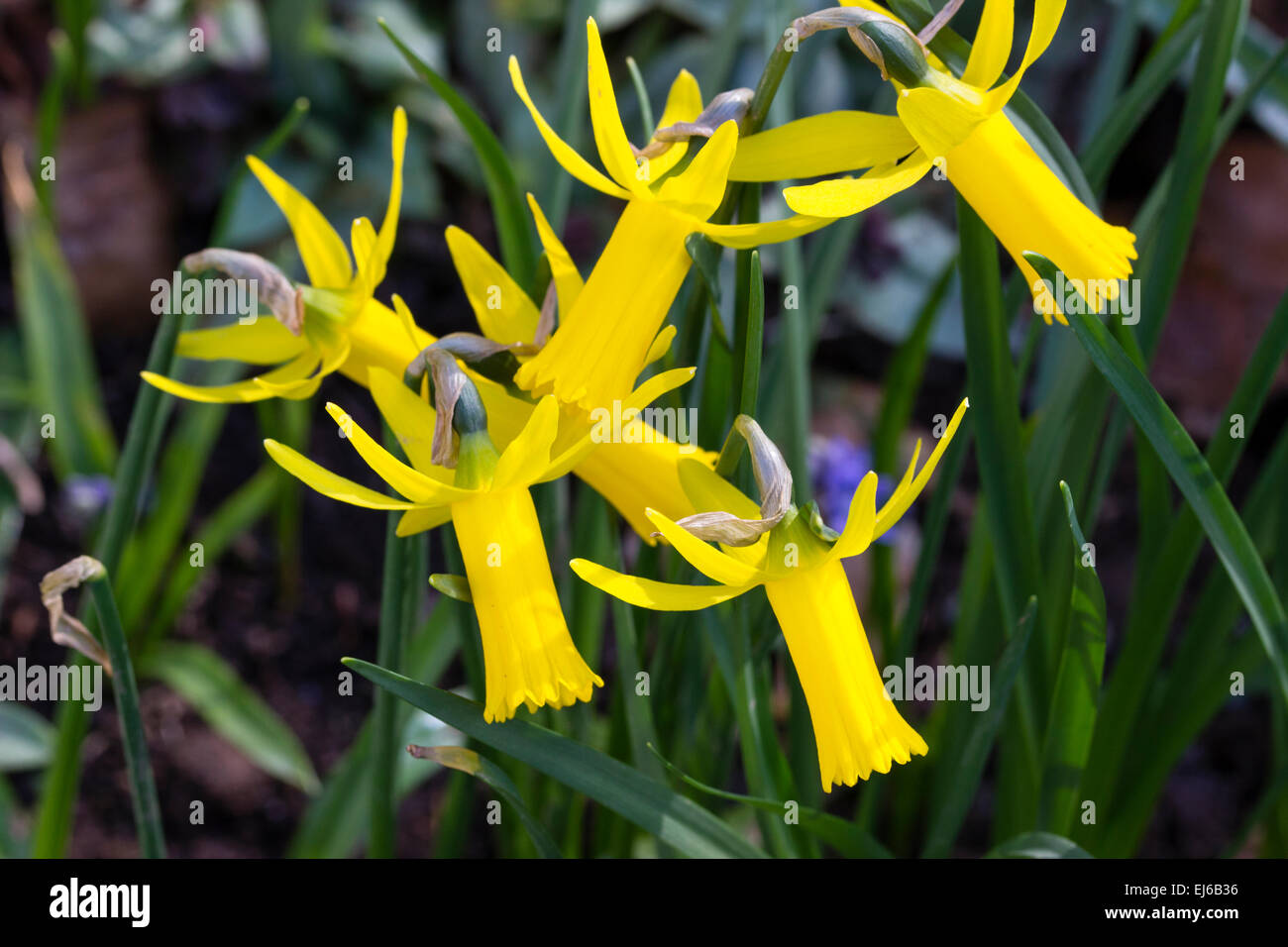 Trompettes jaune vif de la floraison précoce, narcisse nain Narcissus  cyclamineus 'x' l'usurpateur Photo Stock - Alamy
