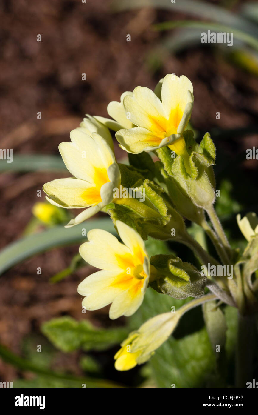 Fleurs d'une variété du patrimoine de polyanthus, Primula x variabilis 'Jackanapes sur l' Banque D'Images