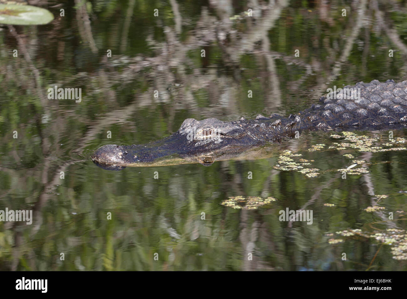 Alligator dans le parc national des Everglades, en Floride Banque D'Images