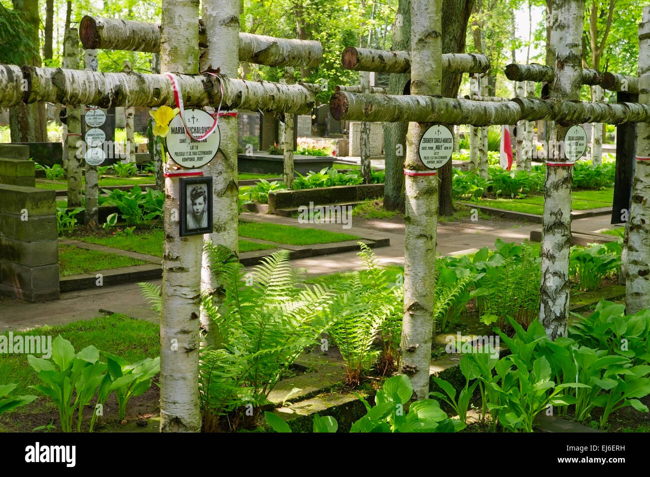Cimetière militaire de Powazki à Varsovie, Pologne. Croix de bouleau sur les tombes des membres de scout "Zoska" Bataillon de l'Armée polonaise de l'intérieur. Banque D'Images