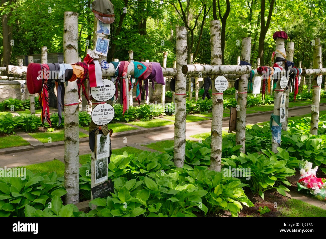 Cimetière militaire de Powazki à Varsovie, Pologne. Croix de bouleau sur les tombes des membres de scout "Zoska" Bataillon de l'Armée polonaise de l'intérieur. Banque D'Images