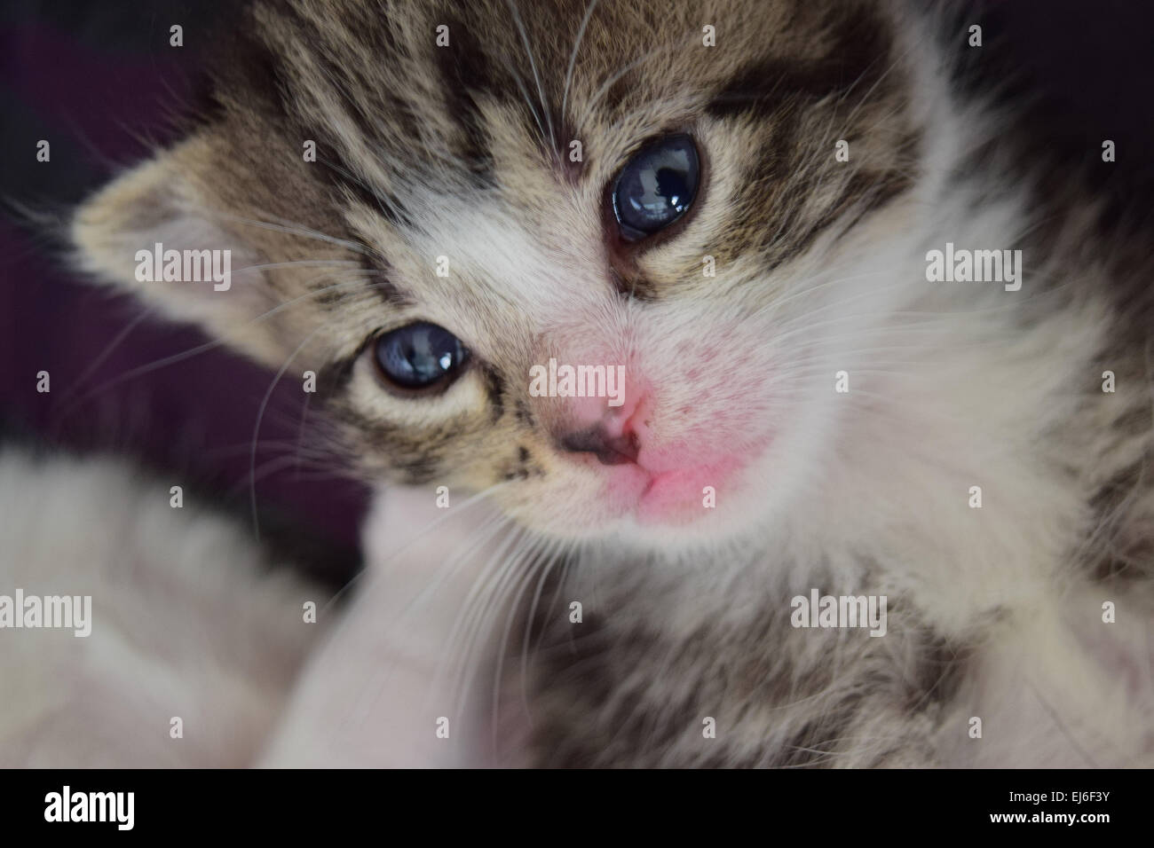 Un bébé chaton à 3-semaines Banque D'Images