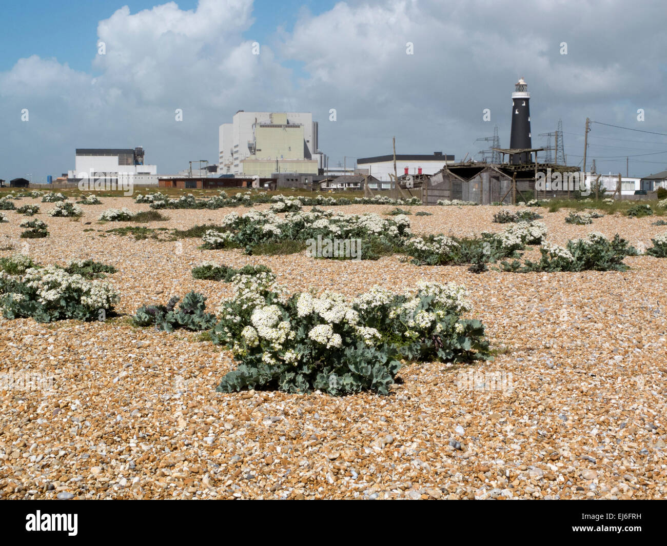 Kale mer de plus en plus sur la plage de galets à Dungeness, Kent, England, UK Banque D'Images