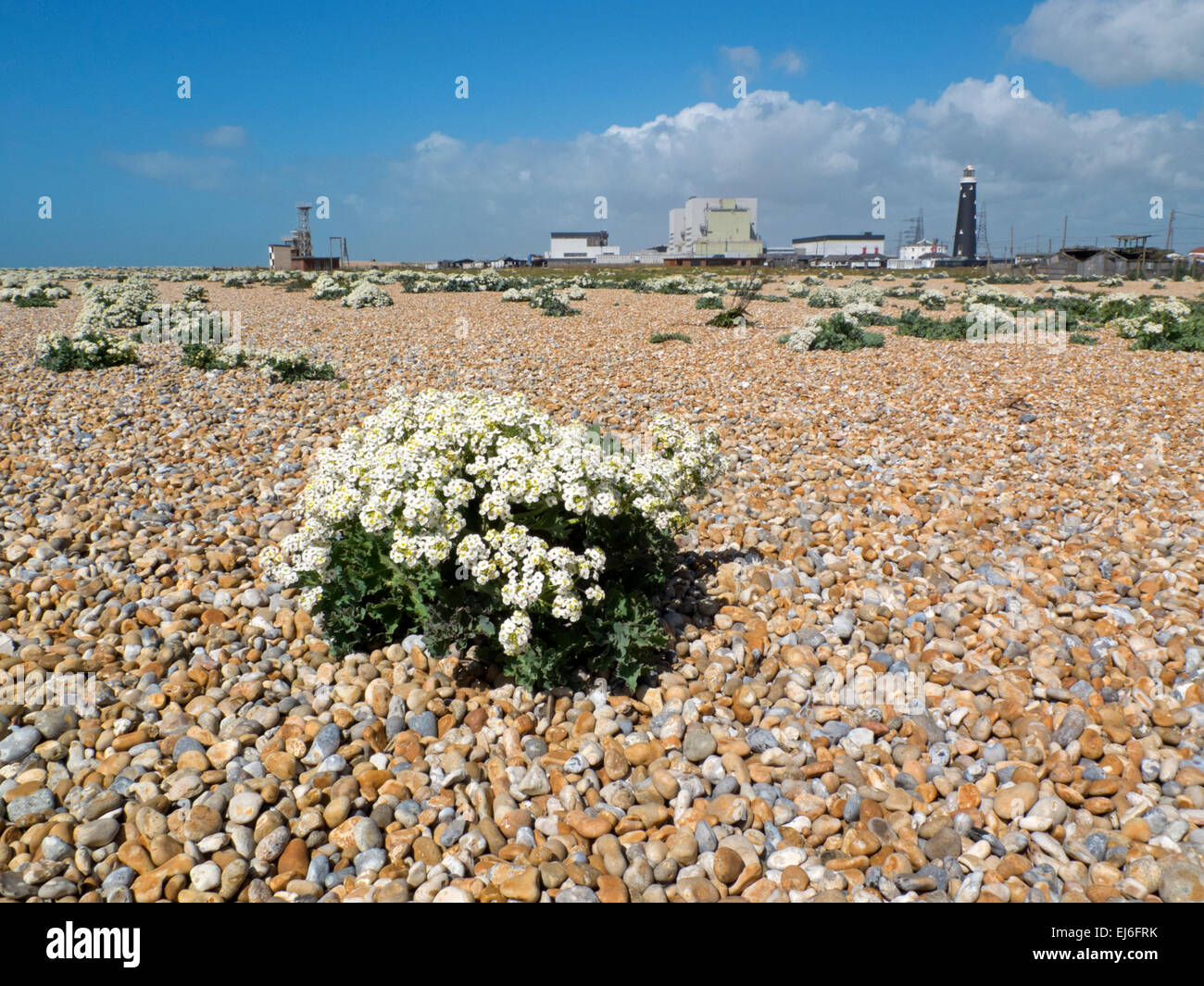 Kale mer de plus en plus sur la plage de galets à Dungeness, Kent, England, UK Banque D'Images