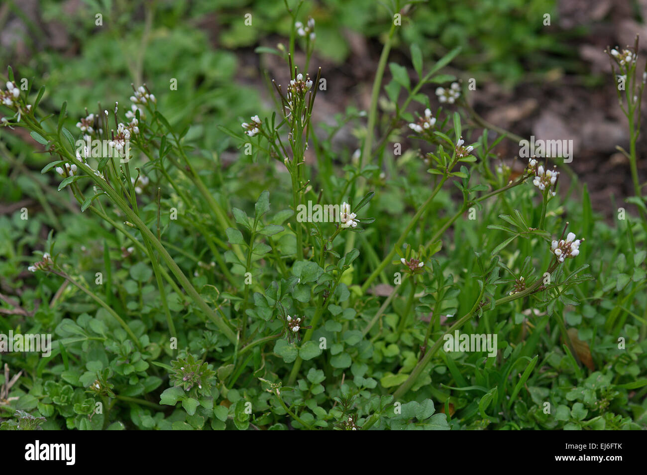 Hairy Bittercress, Cardamine hirsuta, plantes comestibles Banque D'Images