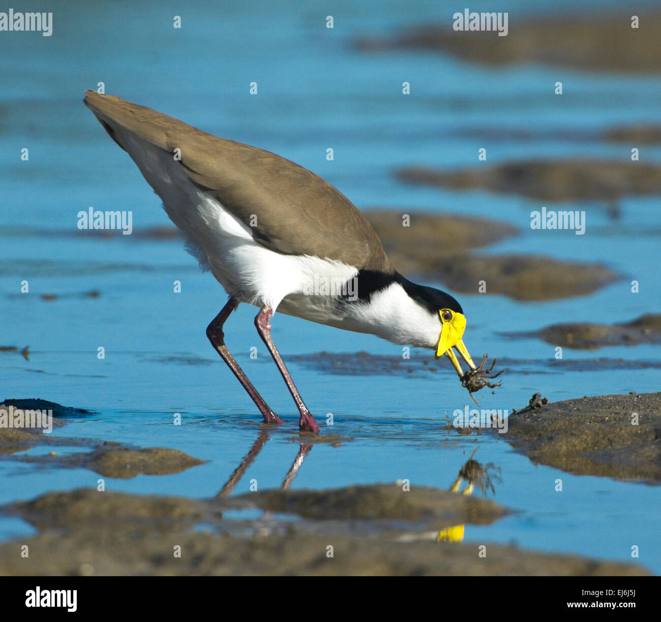 Masked sociable (Vanellus miles) Banque D'Images