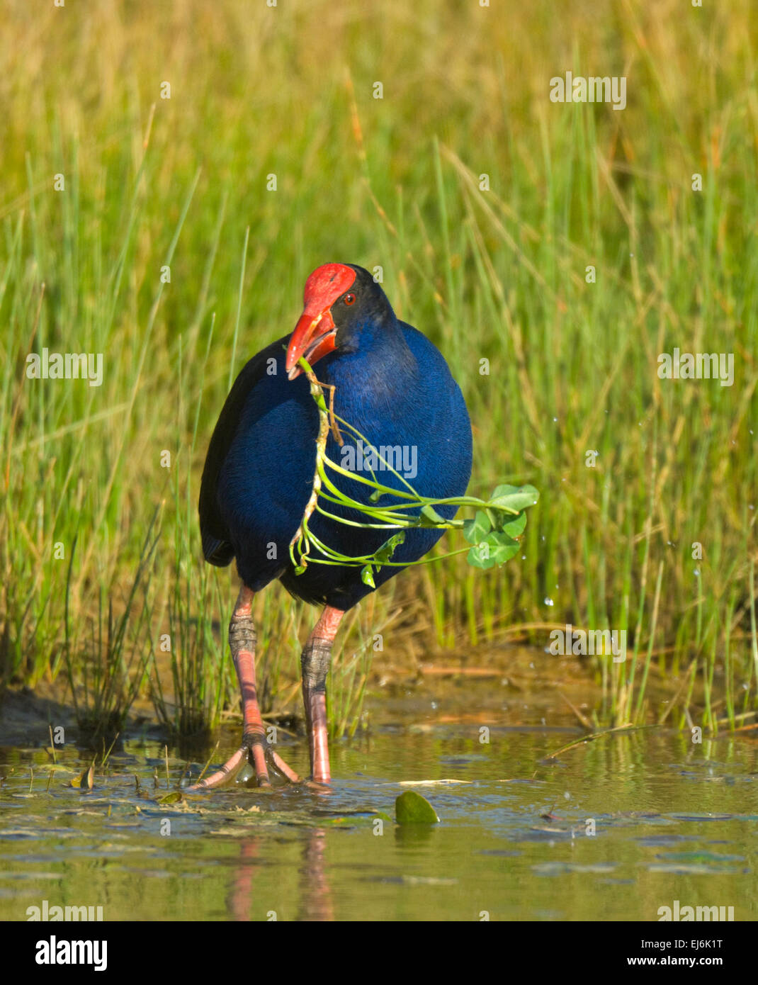 Purple Gallinule talève sultane (Porphyrio ou porphyrio melanotus) se nourrissent de plantes aquatiques - Nouvelle Galles du Sud - Australie Banque D'Images