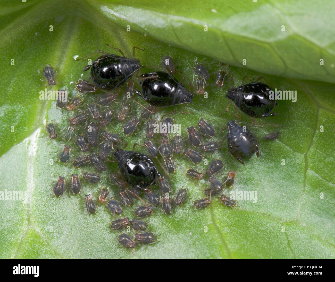 Les pucerons haricots noirs de mouches noires (Aphis fabae) Banque D'Images