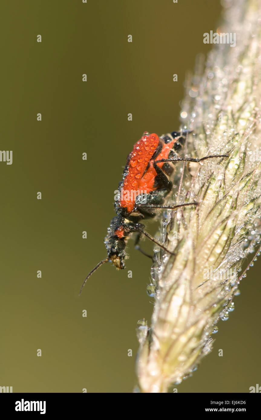 Soft-Winged Malachus Fleur Beetle (aeneus), France Banque D'Images