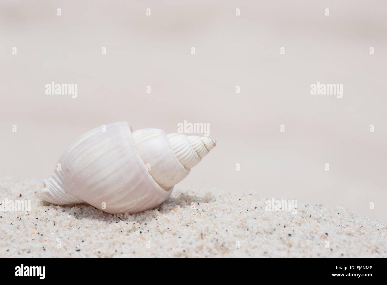 Shell sur une plage de sable blanc, Banque D'Images