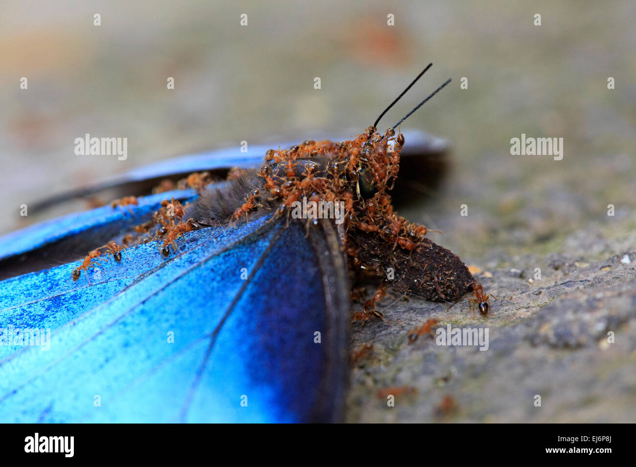 Dead Blue Morpho Butterfly (Morpho peleides) d'être mangées par les fourmis pour l'alimentation. Banque D'Images