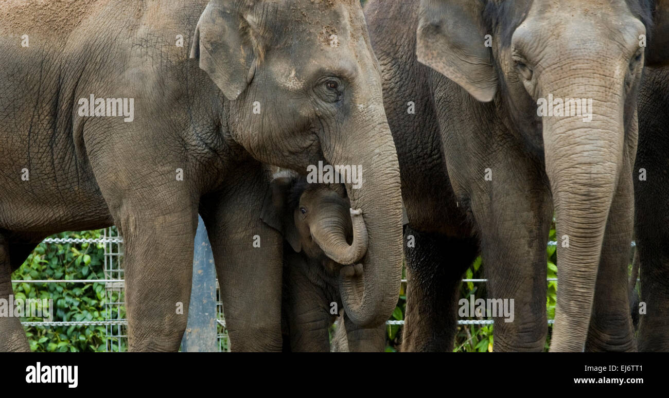'Mali' femelle de 9 mois, bébé éléphant asiatique avec auntie 'num oi' (L) et la mère "okkoon» au zoo de Melbourne. Banque D'Images