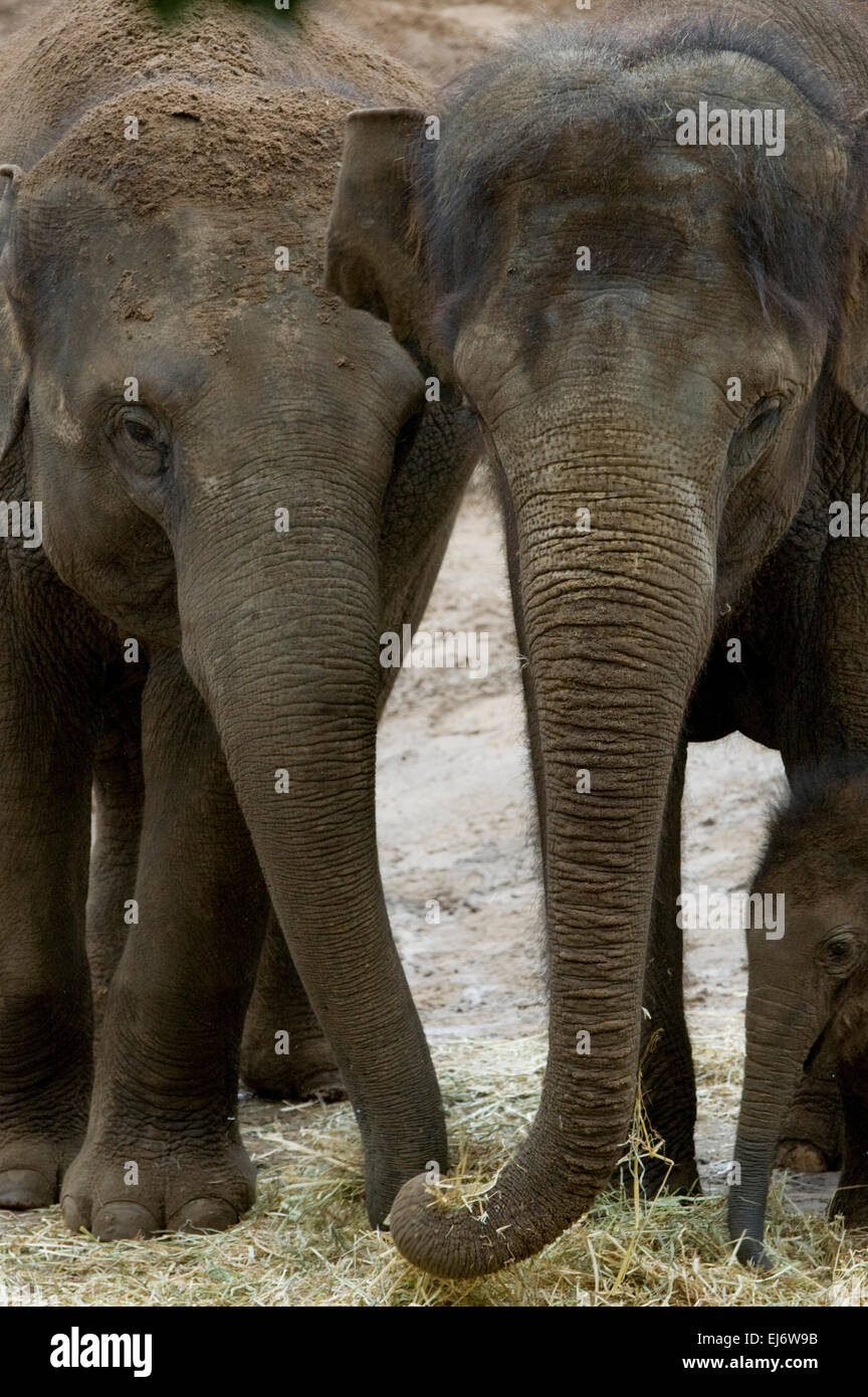 'Ongard' bébé de six semaines sur l'éléphant asiatique mâle show avec mère 'Kulab' (R) et ma tante (num oi' (L) au zoo de Melbourne. Banque D'Images