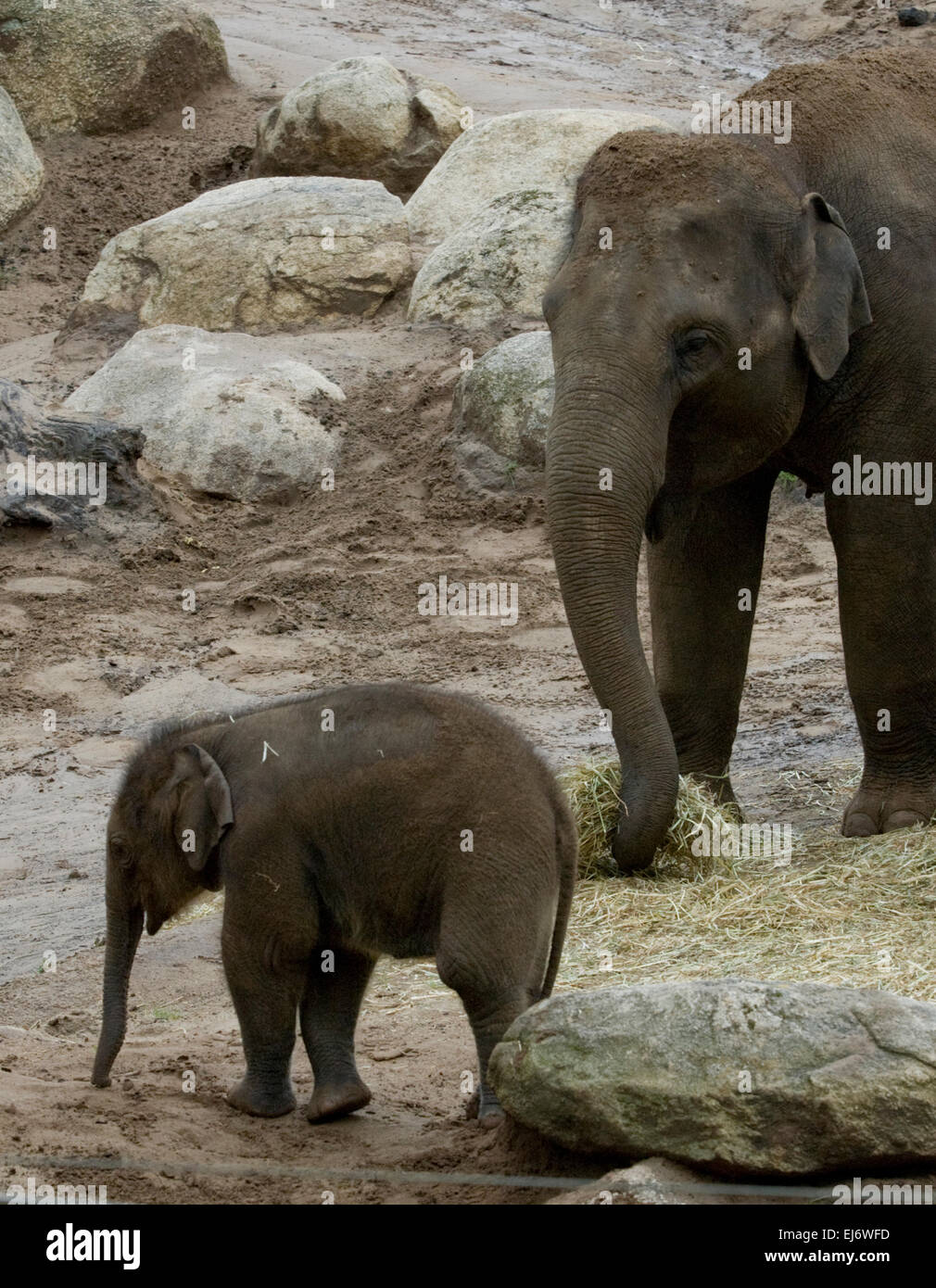 'Mali' femelle bébé de 9 mois, sur l'éléphant d'Asie montrent avec okkoon "mère" (L) et 'aunti Num oi' (R) au zoo de Melbourne. Banque D'Images