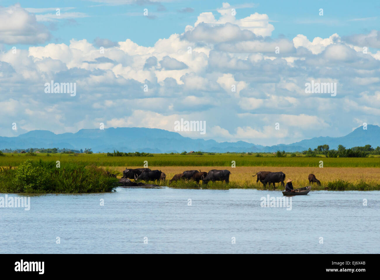 Les buffles d'eau sur la rive de la rivière Kaladan, entre Sittwe et Mrauk-U, l'État de Rakhine, au Myanmar Banque D'Images