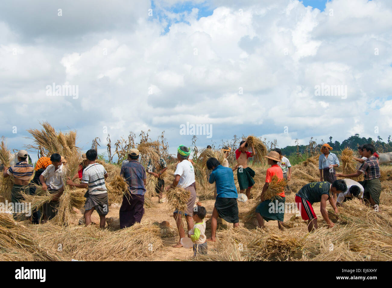 Les agriculteurs et la récolte de riz de l'État Shan, rossée, Myanmar Banque D'Images