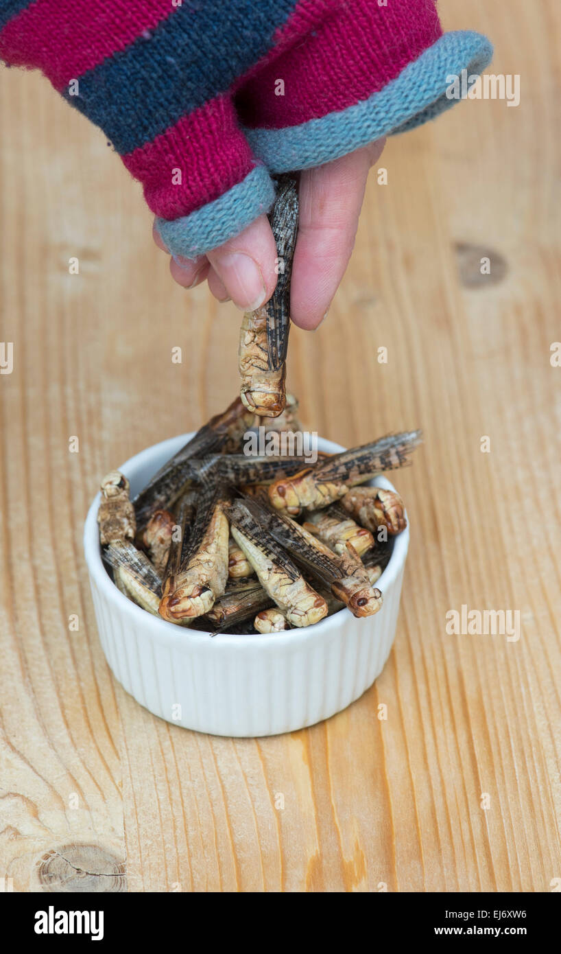 Les insectes comestibles. Woman picking up une sauterelle d'un bol. L'avenir de l'alimentation Banque D'Images