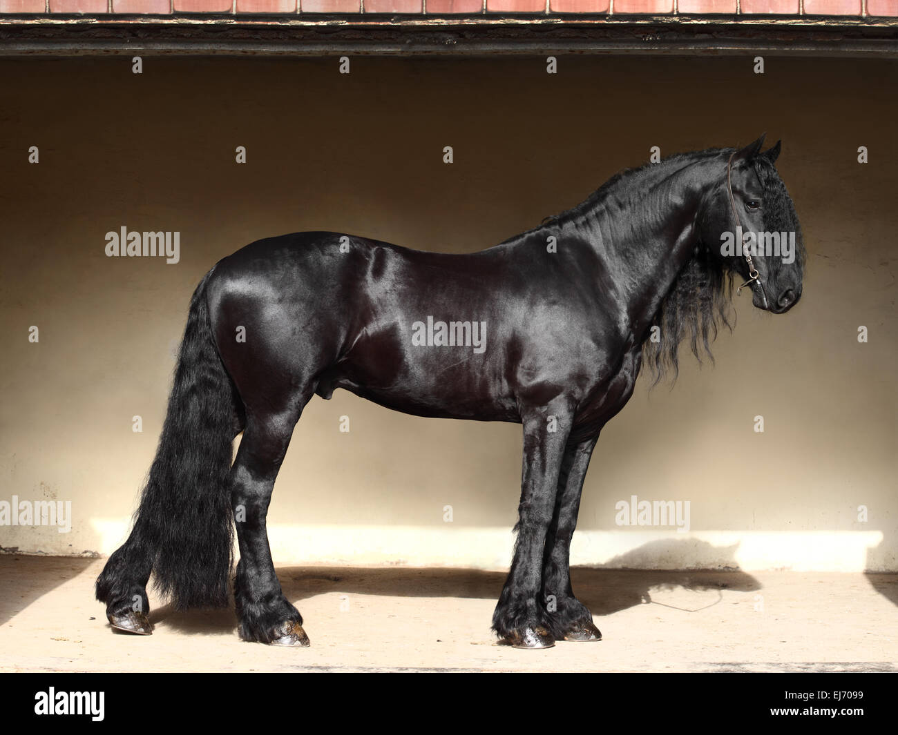 Cheval frison noir dans la porte de l'écurie et portrait Banque D'Images