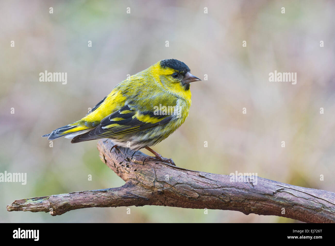 Tarin des pins (Carduelis spinus eurasienne), homme, Tyrol, Autriche Banque D'Images