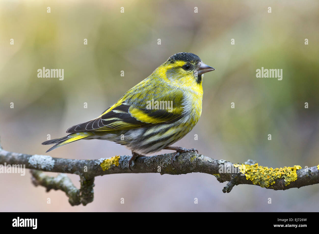 Tarin des pins (Carduelis spinus eurasienne), homme, Tyrol, Autriche Banque D'Images