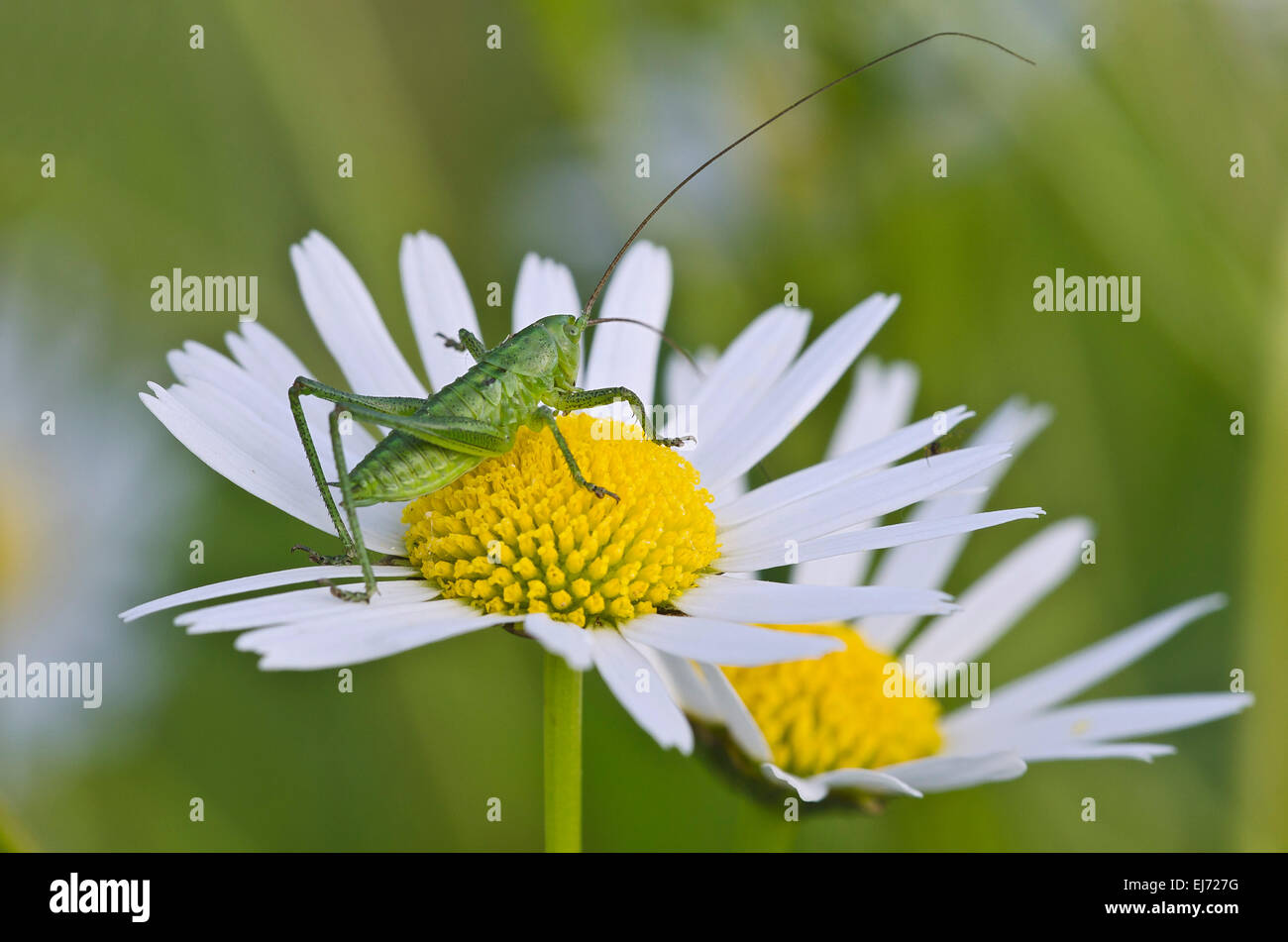 Grand Green Bush-Cricket (Tettigonia viridissima), juvénile, Burgenland, Autriche Banque D'Images
