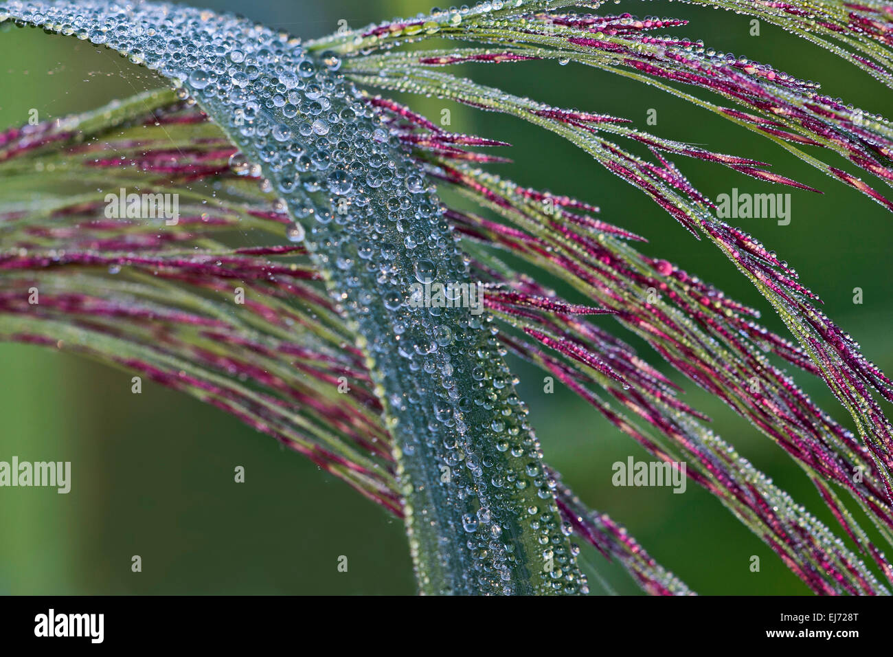 Roseau commun (Phragmites australis), oranger, Burgenland, Autriche Banque D'Images
