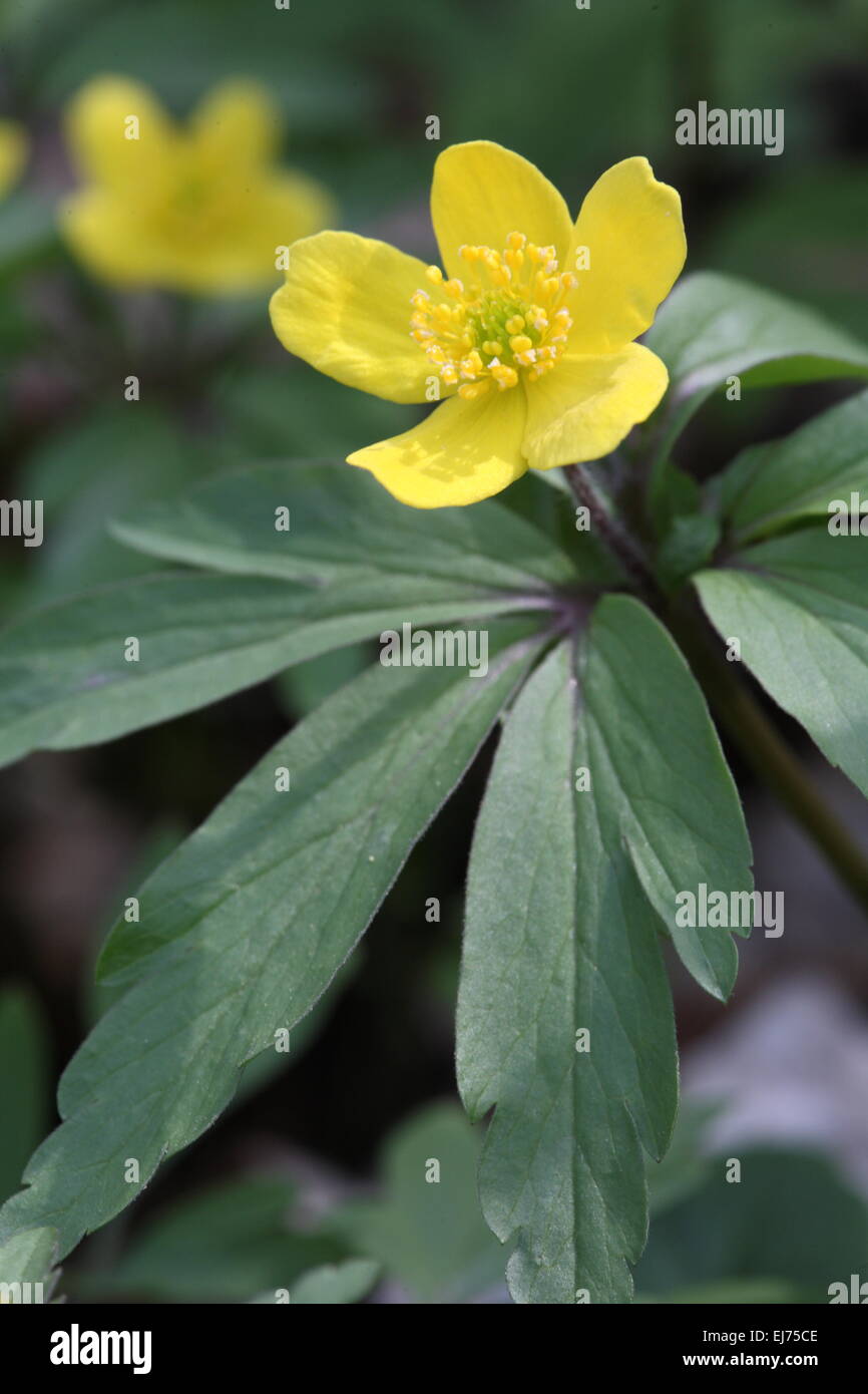 Anemone ranunculoides anémone jaune, Banque D'Images