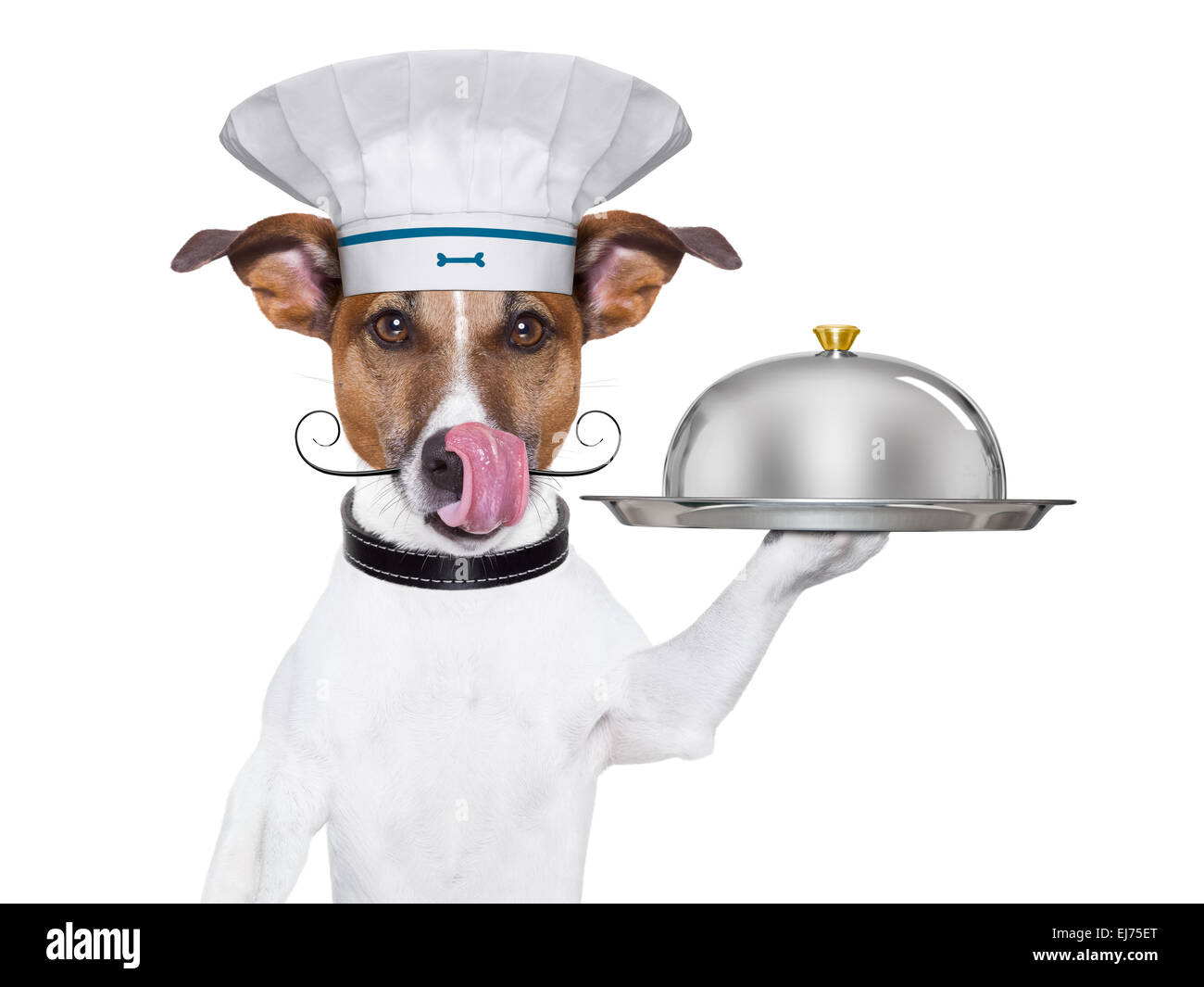 chef cuisinier chien Banque D'Images