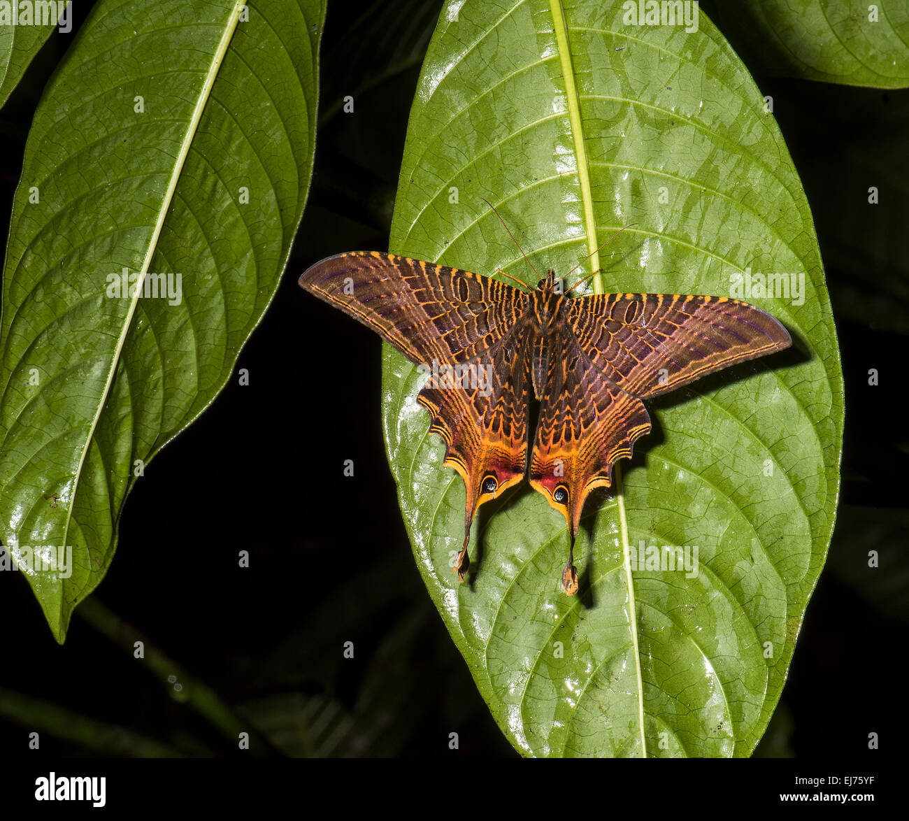 Costa Rica Eyetail Nothus Sematuridae Lunus Papillon papillons de nuit de la faune de la forêt de pluie jungle cloud forest big brown e nocturne Banque D'Images