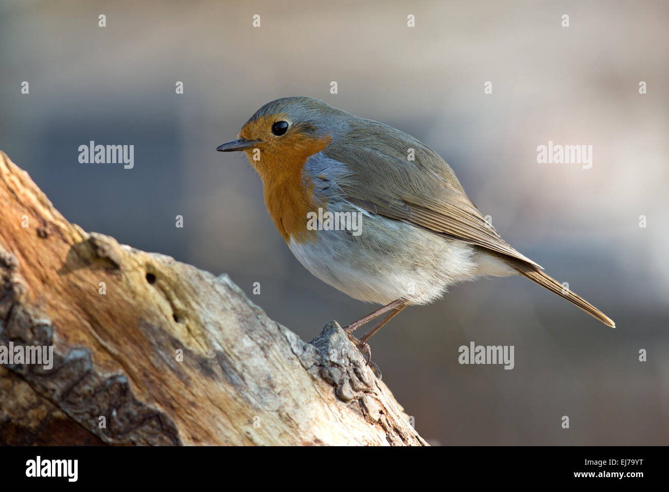 Robin baum Banque de photographies et d’images à haute résolution - Alamy