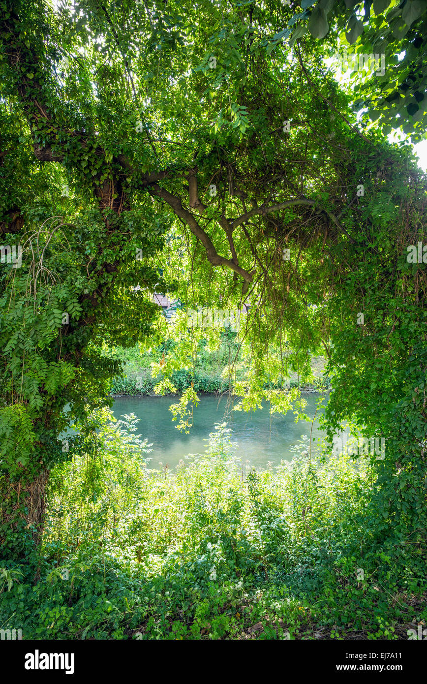 Vue sur la rivière Aar, à travers la végétation verte, Strasbourg Alsace France Europe Banque D'Images