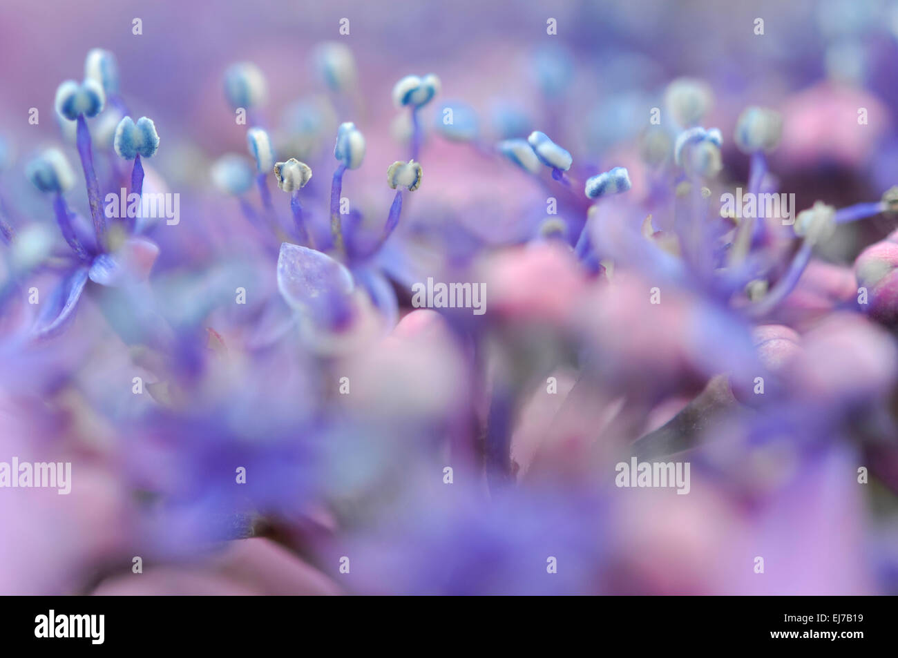 Fleurs lilas au milieu d'un Hortensia lacecap. Extreme close up. Banque D'Images Fleurs lilas au milieu d'un Hortensia lacecap. Extreme close up. Banque D'Images