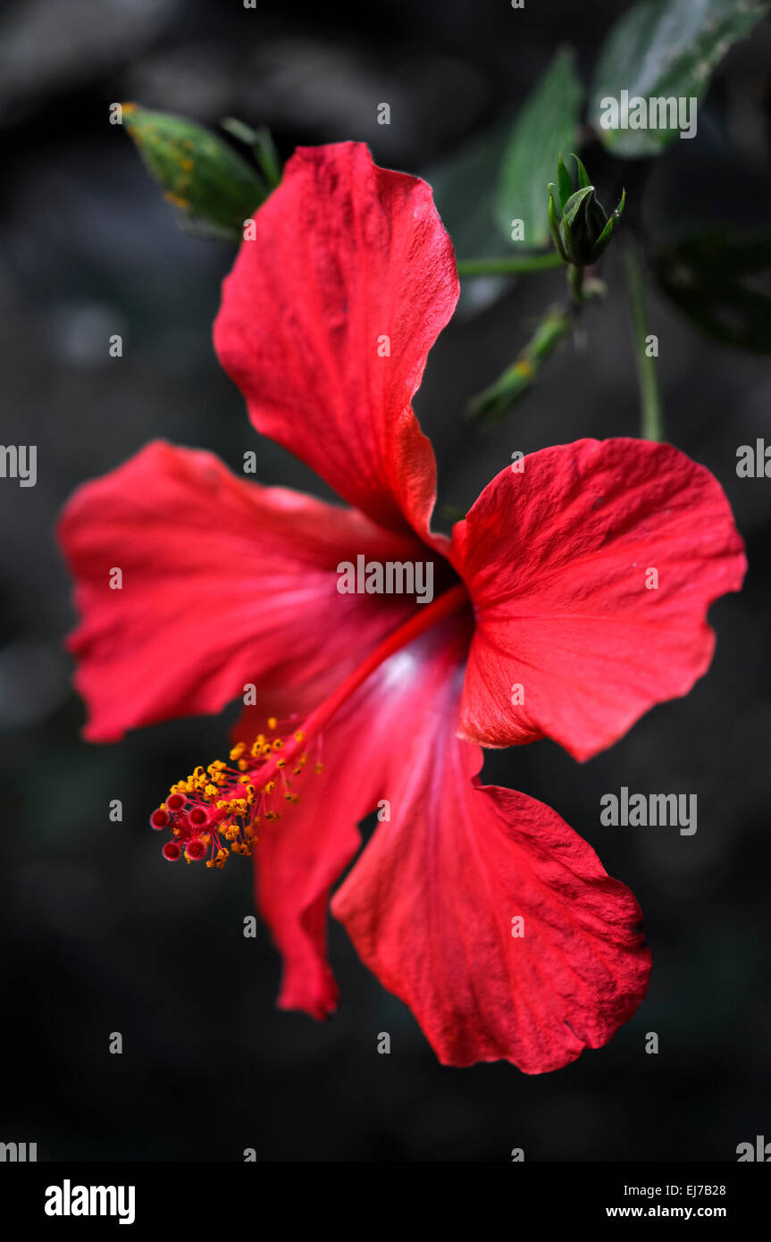 Fleur d'Hibiscus exotique rouge vif avec un arrière-plan sombre. Banque D'Images Fleur d'Hibiscus exotique rouge vif avec un arrière-plan sombre. Banque D'Images