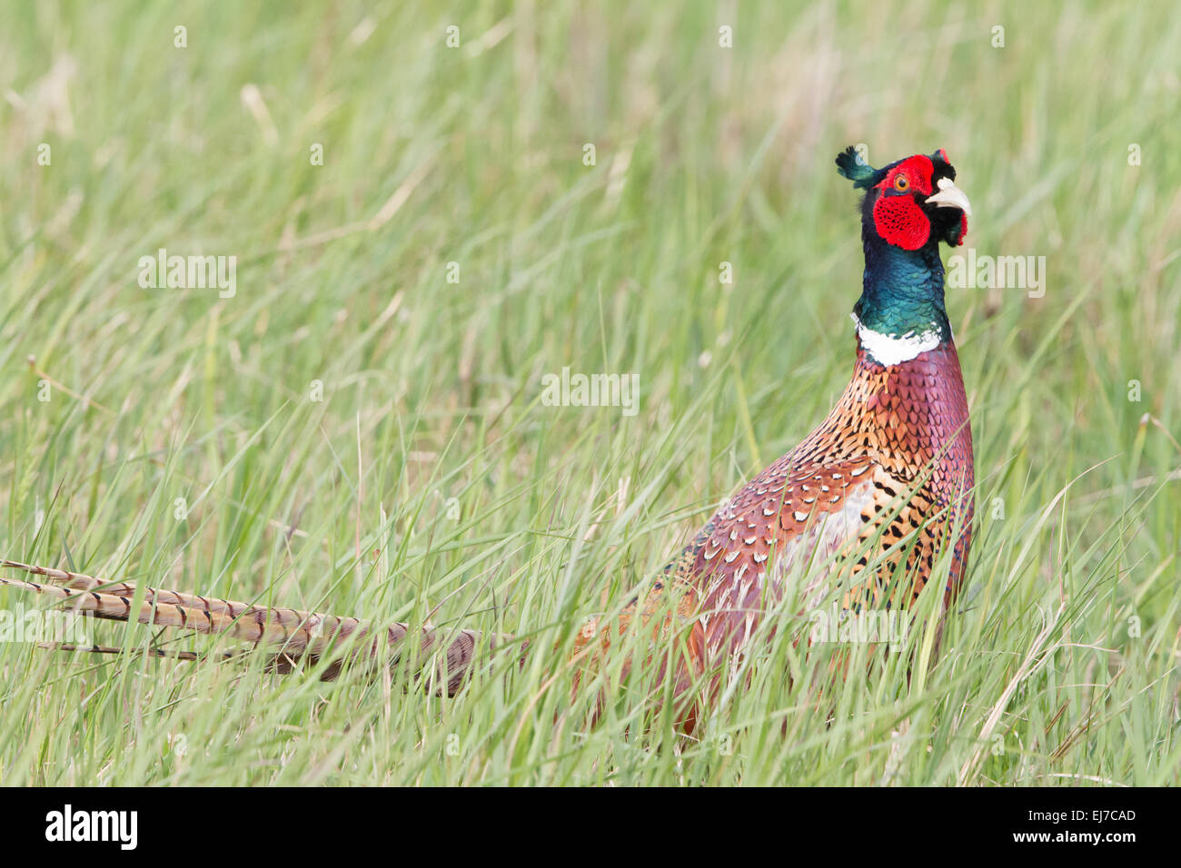 Faisan de Colchide Banque D'Images