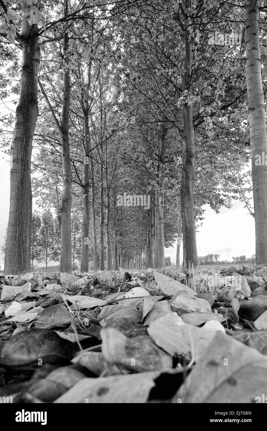 Avenue des peupliers en noir et blanc Banque D'Images