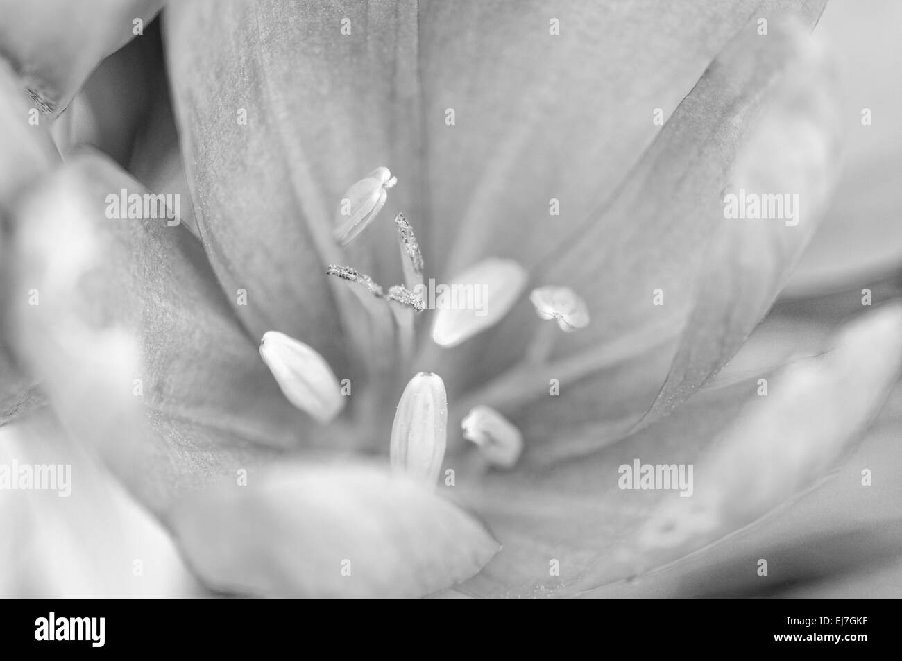 Fleur de crocus d'automne en noir et blanc Banque D'Images