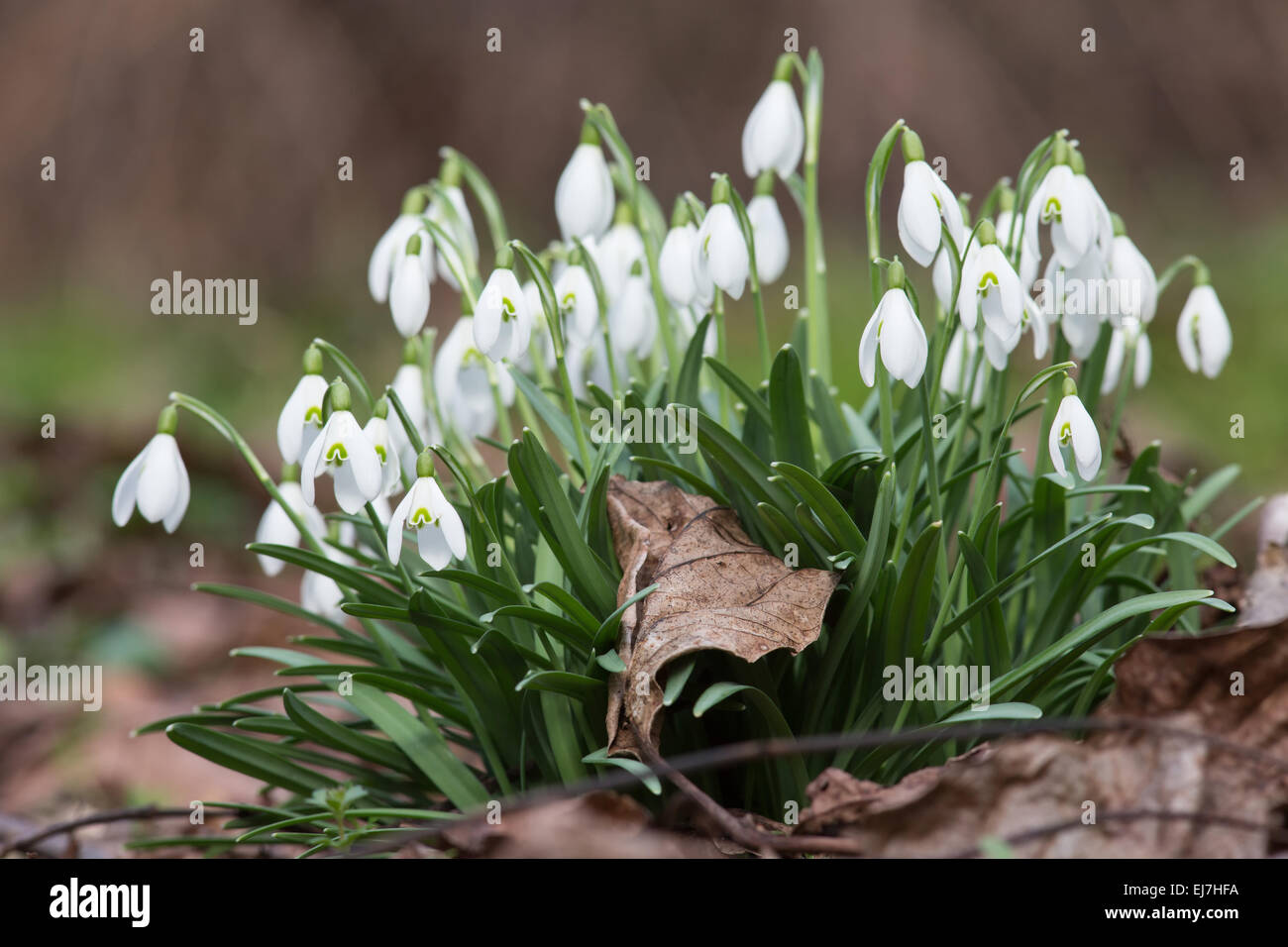 Perce-neige Banque D'Images