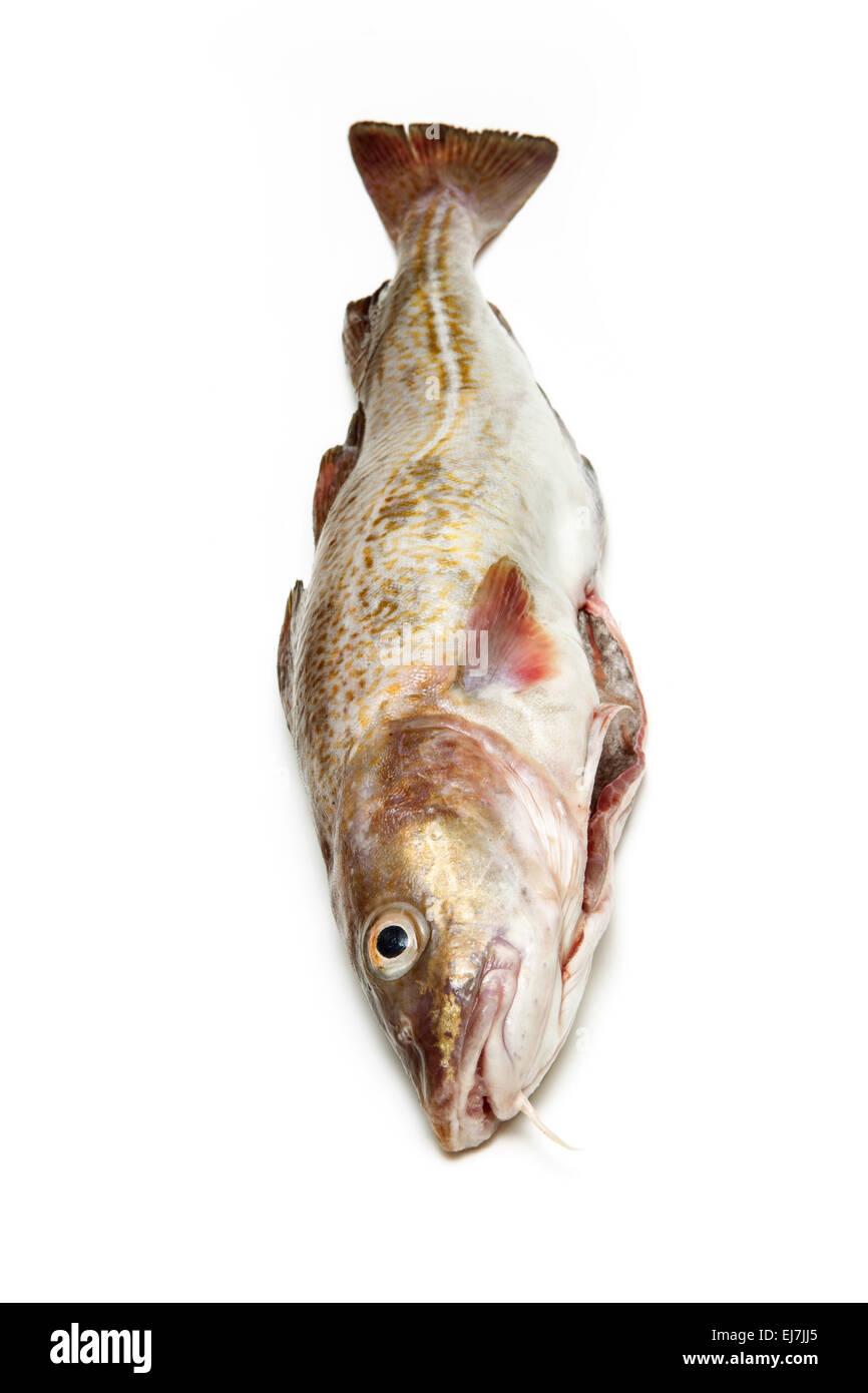 Ensemble de la morue (Gadus morhua) Poisson, Isolated on a white background studio. Banque D'Images