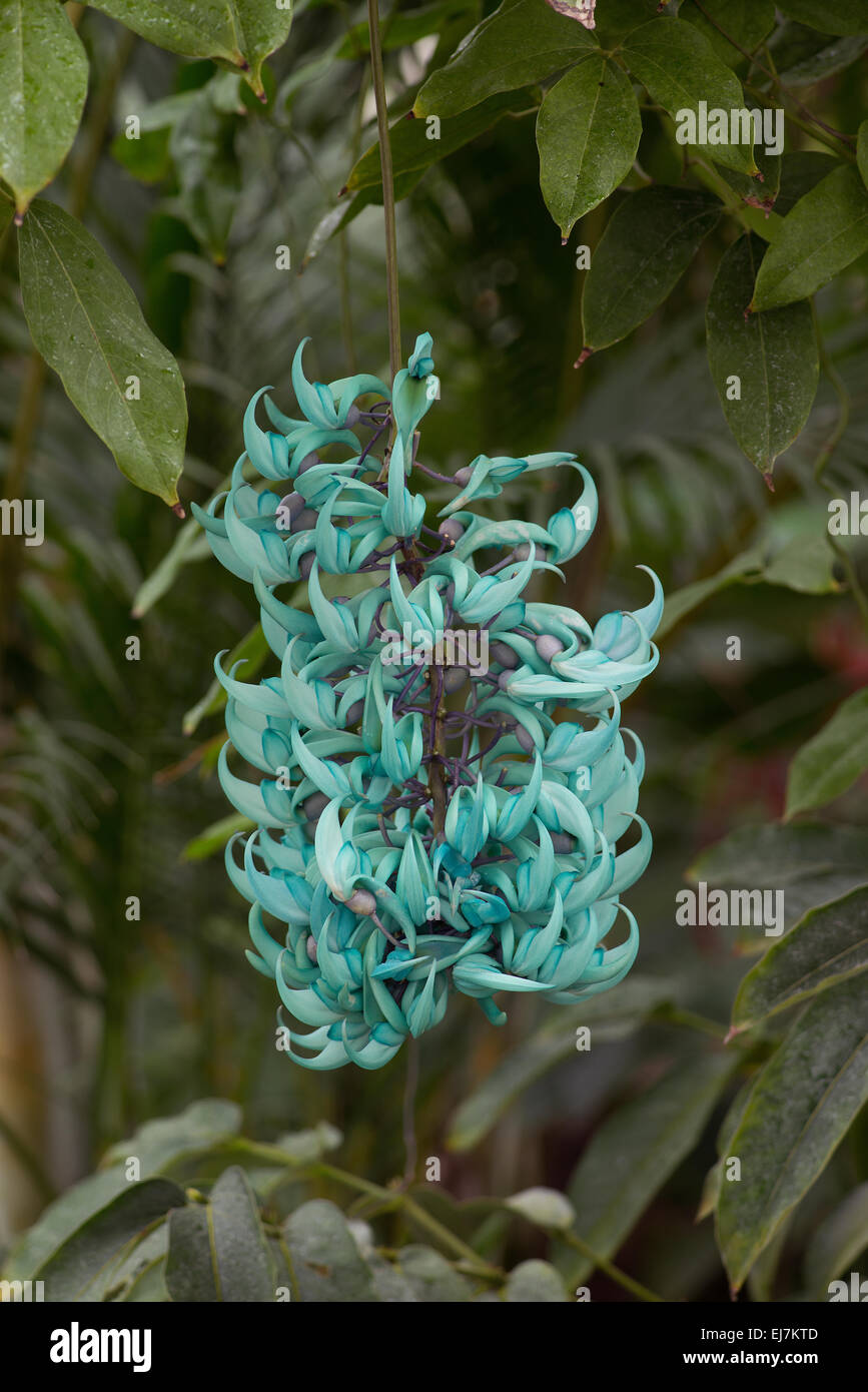 Strongylodon macrobotrys : Vigne de Jade Banque D'Images