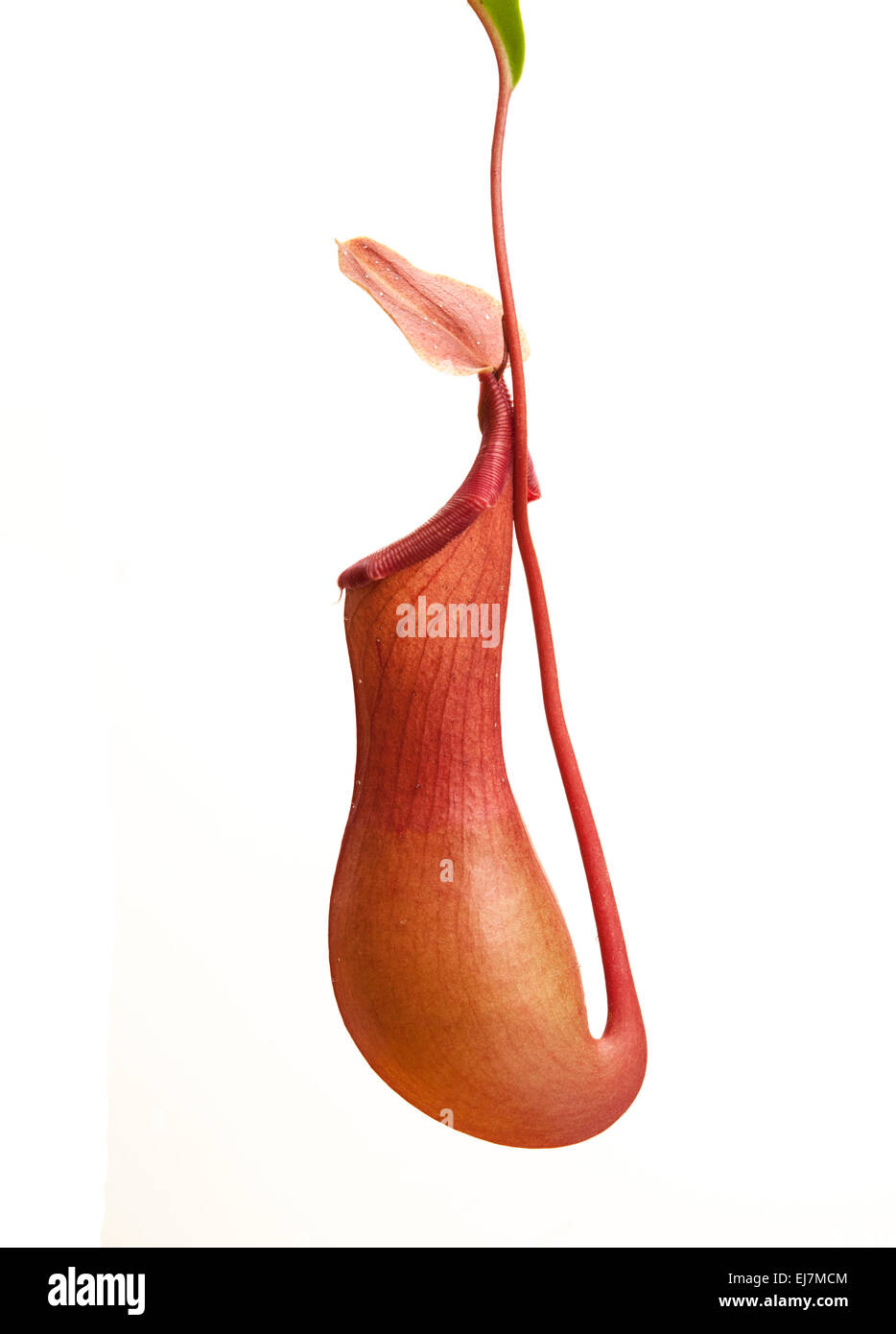 Sarracénie : Nepenthes alata. Sur fond blanc Banque D'Images