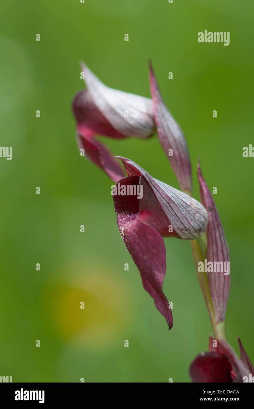 Lèvres longue : Serapias vomeracea Serapias. Picos de Europa, Espagne Banque D'Images