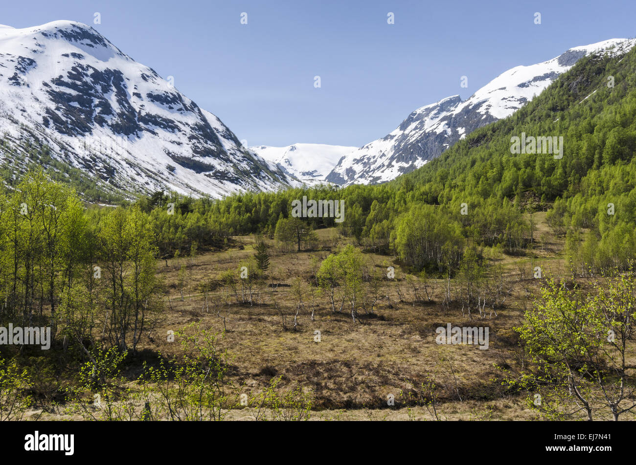 Printemps, Sogndal, Sogn og Fjordane, Norvège Banque D'Images