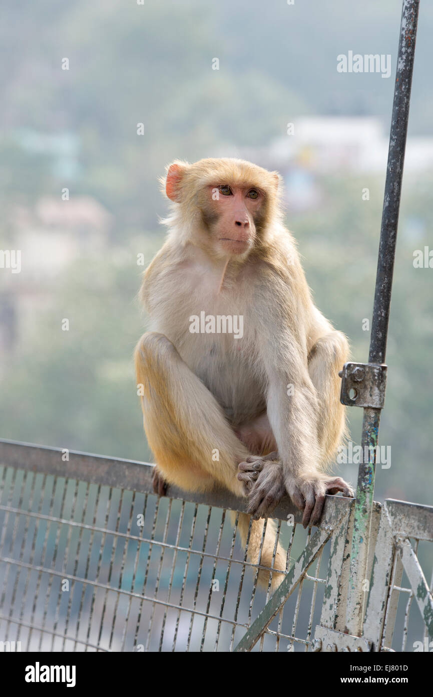 Un Macaque Rhésus (Macaca mulatta) assis sur Lakshman Jhuala pont qui traverse le Gange à Rishikesh, Uttarakhand, Inde Banque D'Images